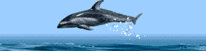 springende Wale